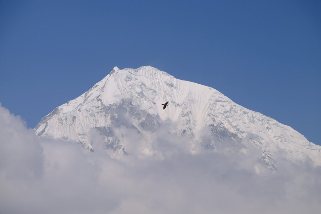 Bartgeier vor dem über 7000m hohen Langtang Lirung in Nepal, Woken aufsteigend