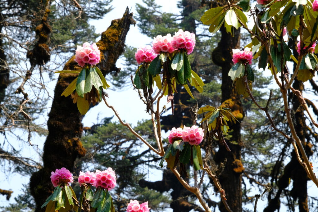 kugelige rosa Rhododendronblüten